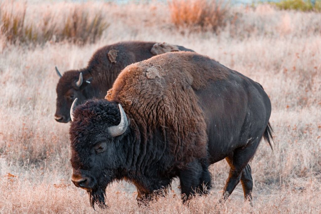 Bisons