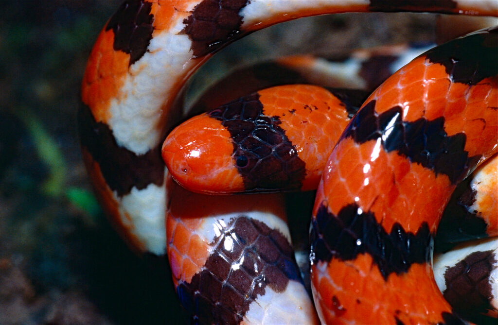 coral snake
