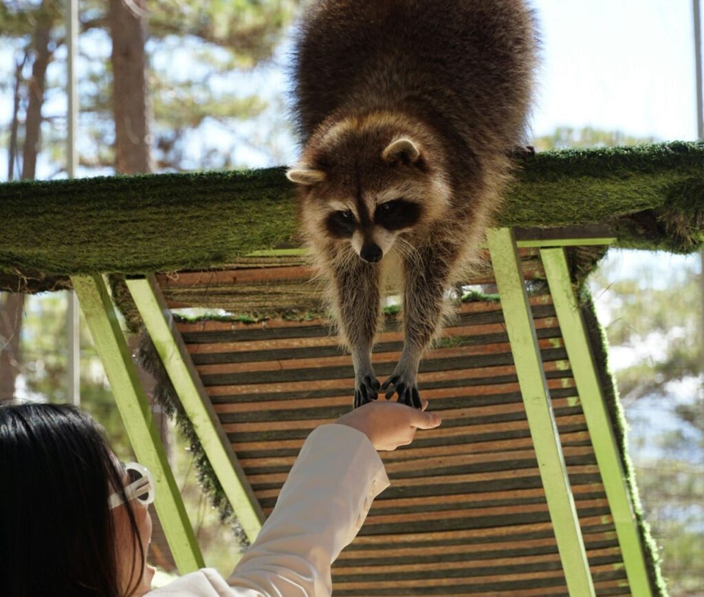 Feeding Raccoon