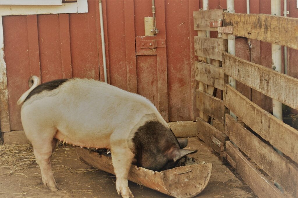 Feeding pig