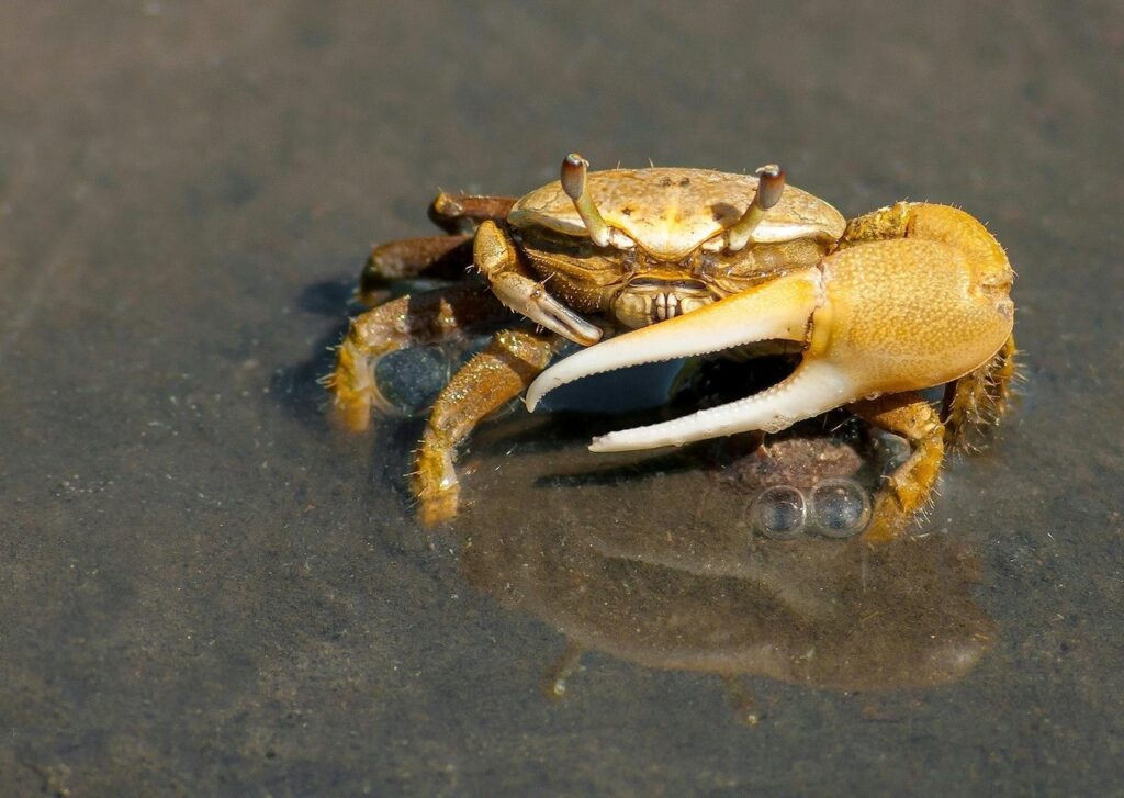 Fiddler Crab
