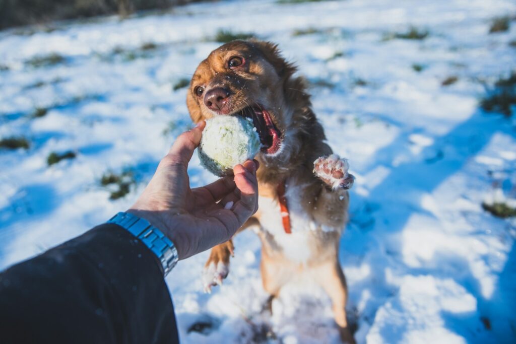 Dog Frozen Bite
