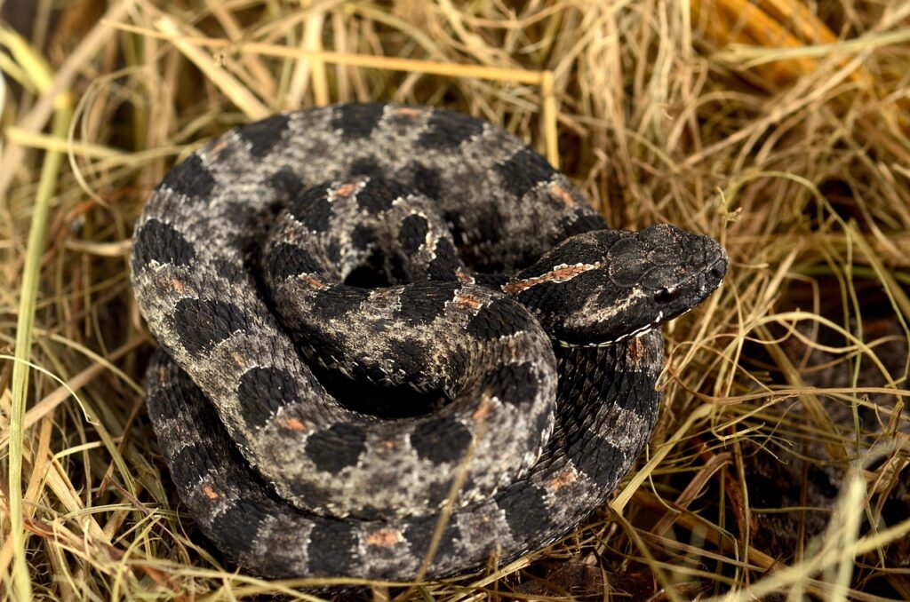 rattlesnake