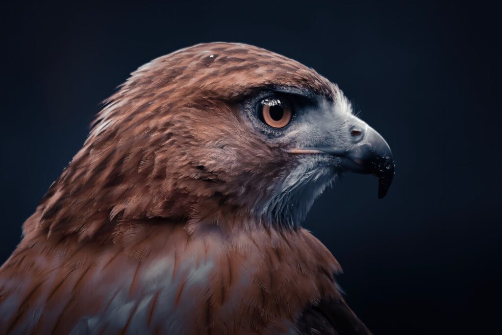 Golden Eagle