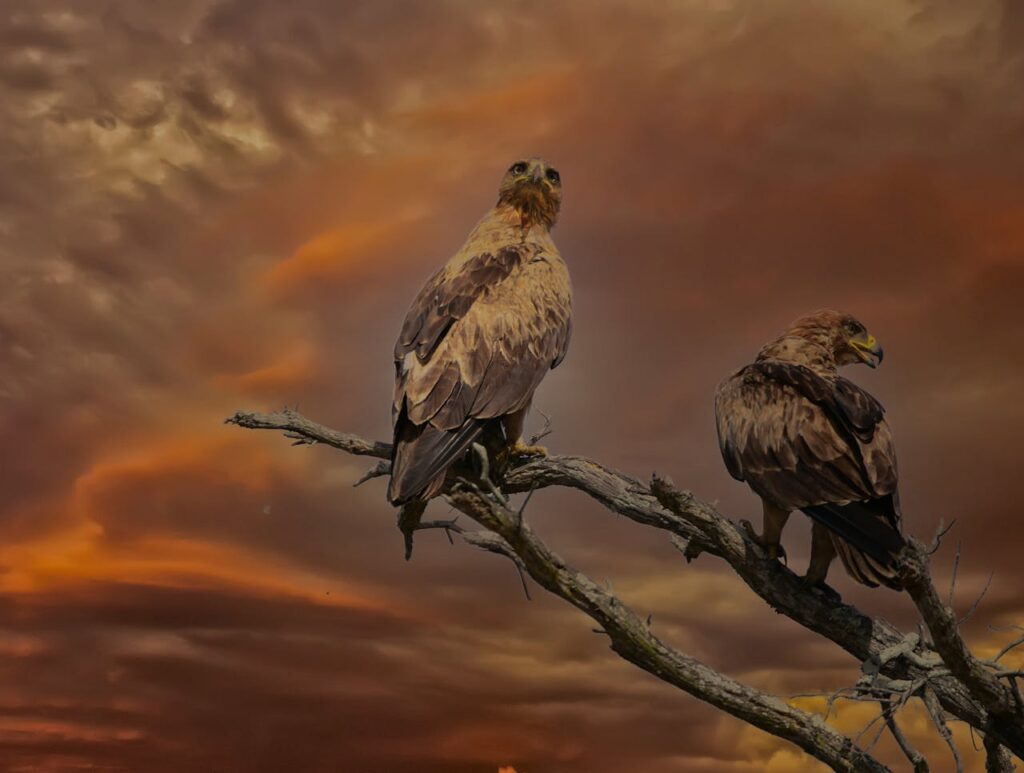 Golden Eagles