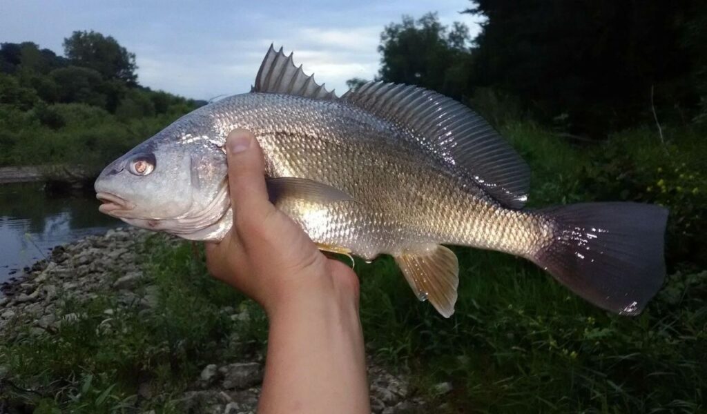 Freshwater Drum fish held by hand near a riverbank with trees in the background.