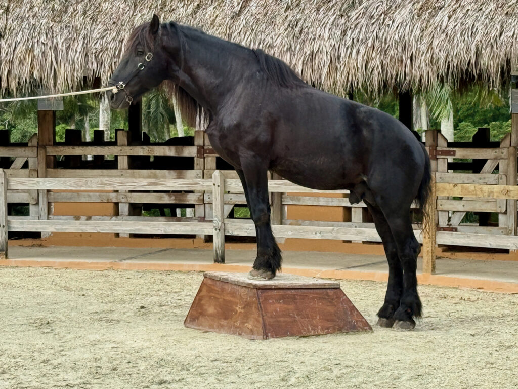 friesian horse