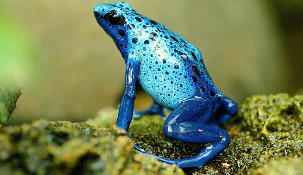 Frog in a Humid Terrarium