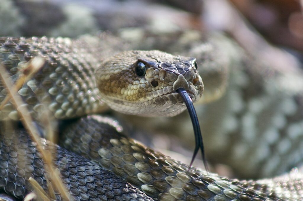 black-tailed-4240384_1280
