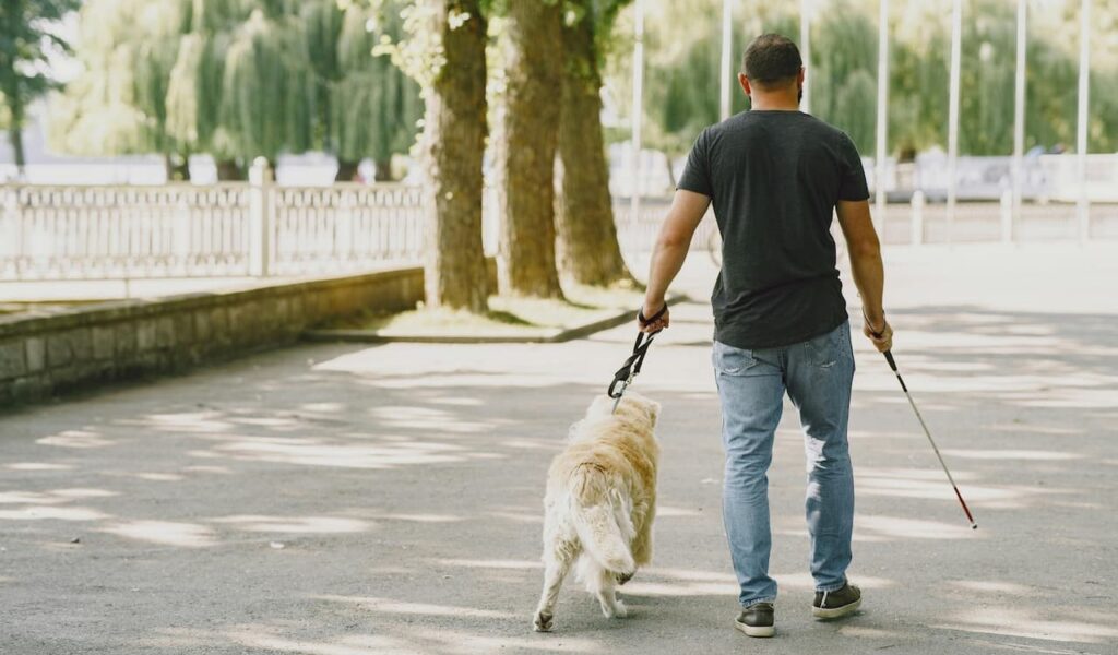Man and service dog walk away on a shaded path.