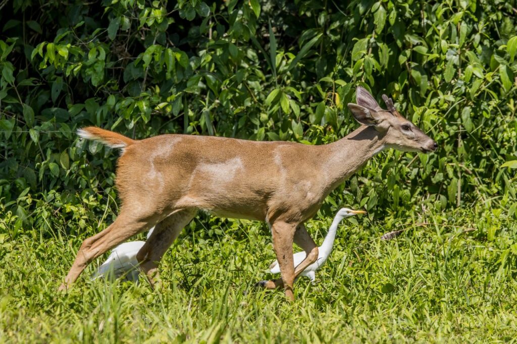 White-Tailed Deer
