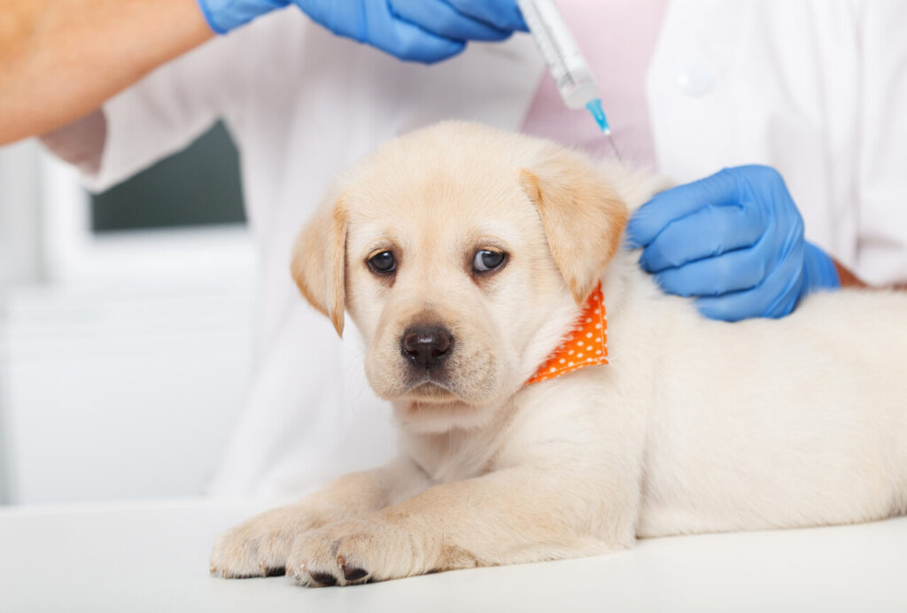 Parvovirus vaccine in dogs