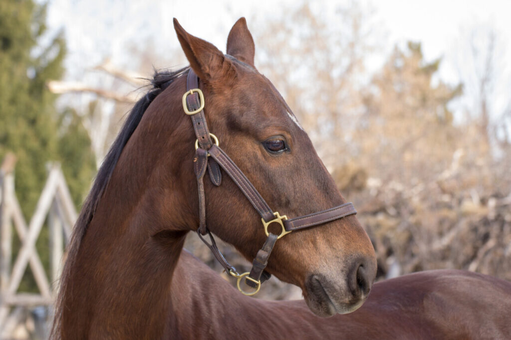 American Saddlebred 