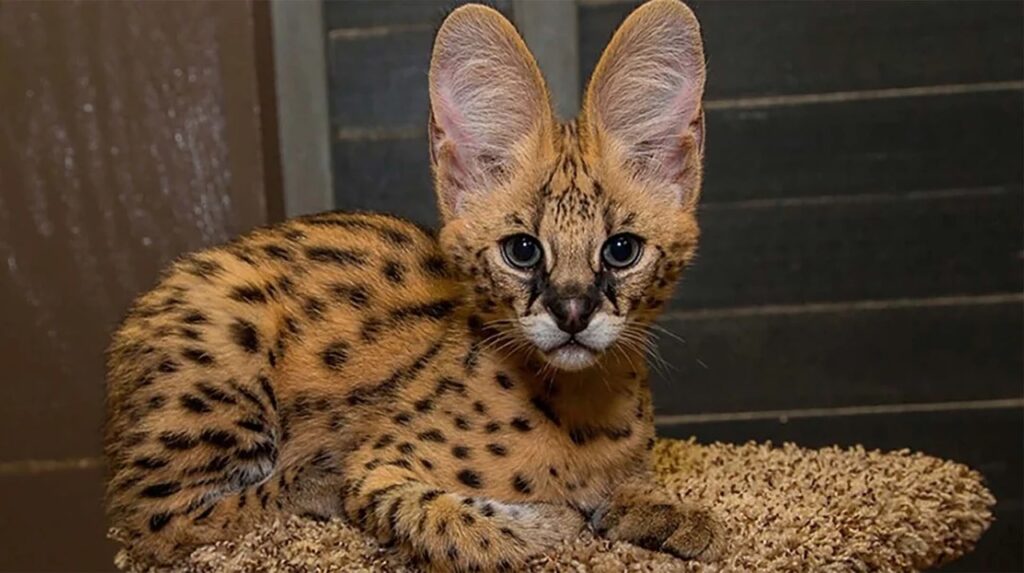 Savannah Cat