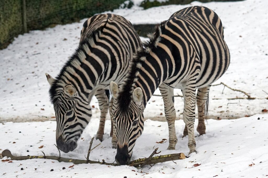 Zebras