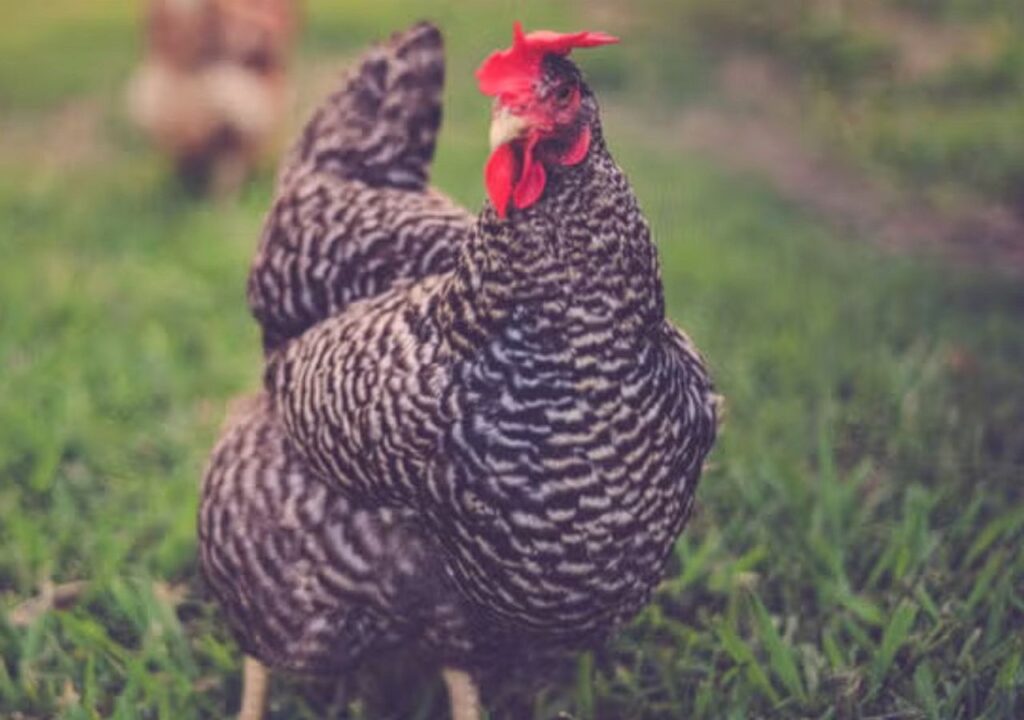 Gigoo the hen