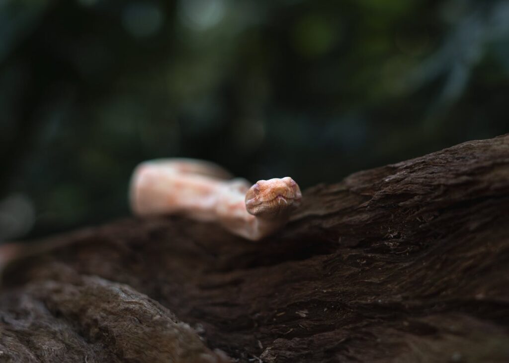 Pet Snake