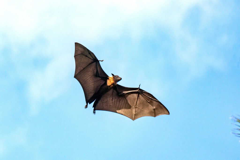 Bat Live long but only in wild
