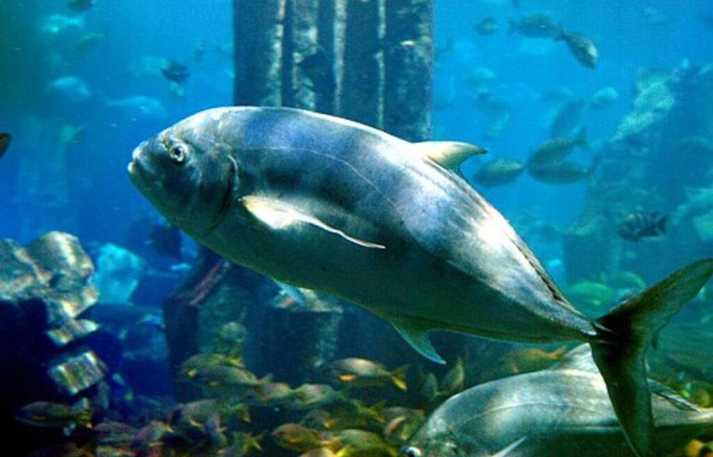 Golden trevally in a large aquarium