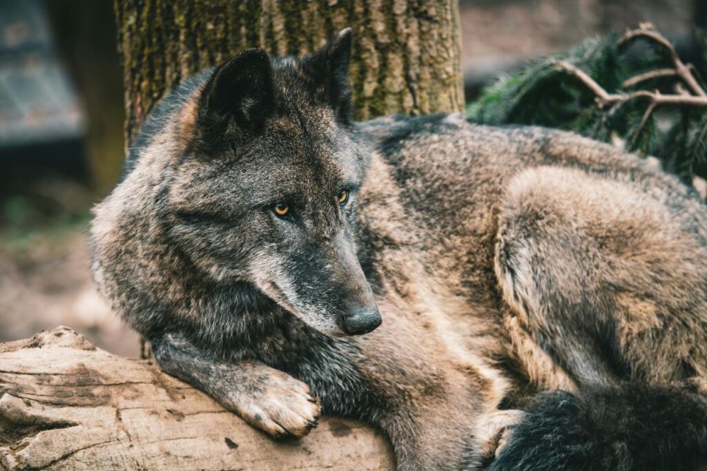 Gray Wolf