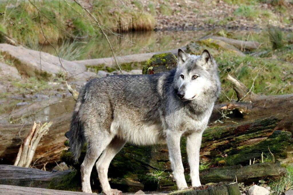 Gray Wolf
