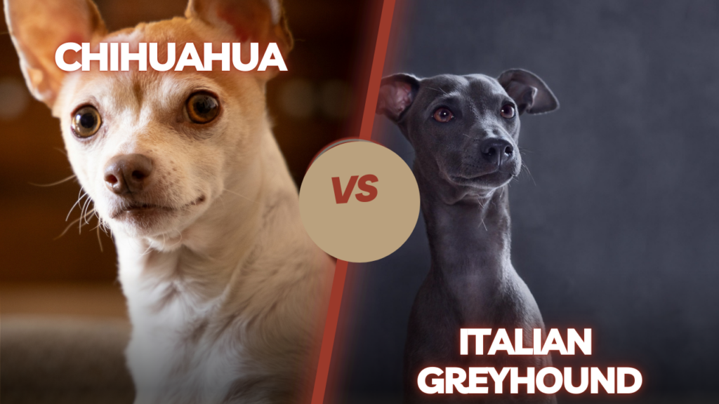 chihuahua/ italian greyhound