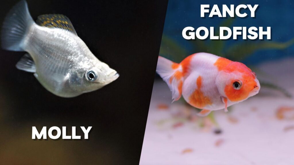 Molly and fancy goldfish