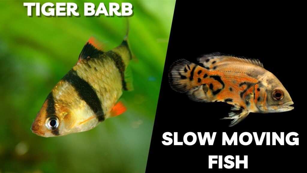 tiger barb and slow moving fish