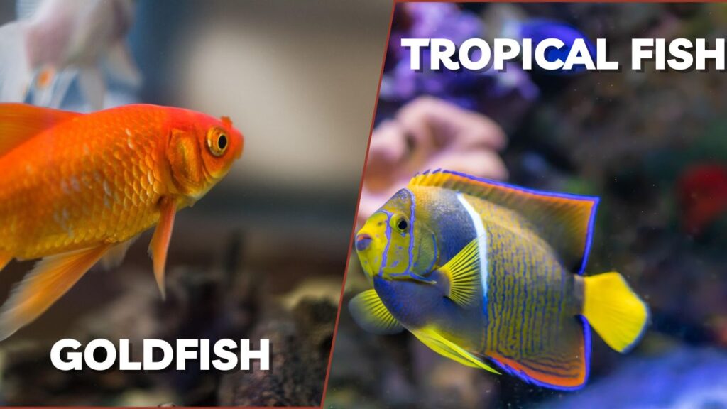 goldfish and tropical fish