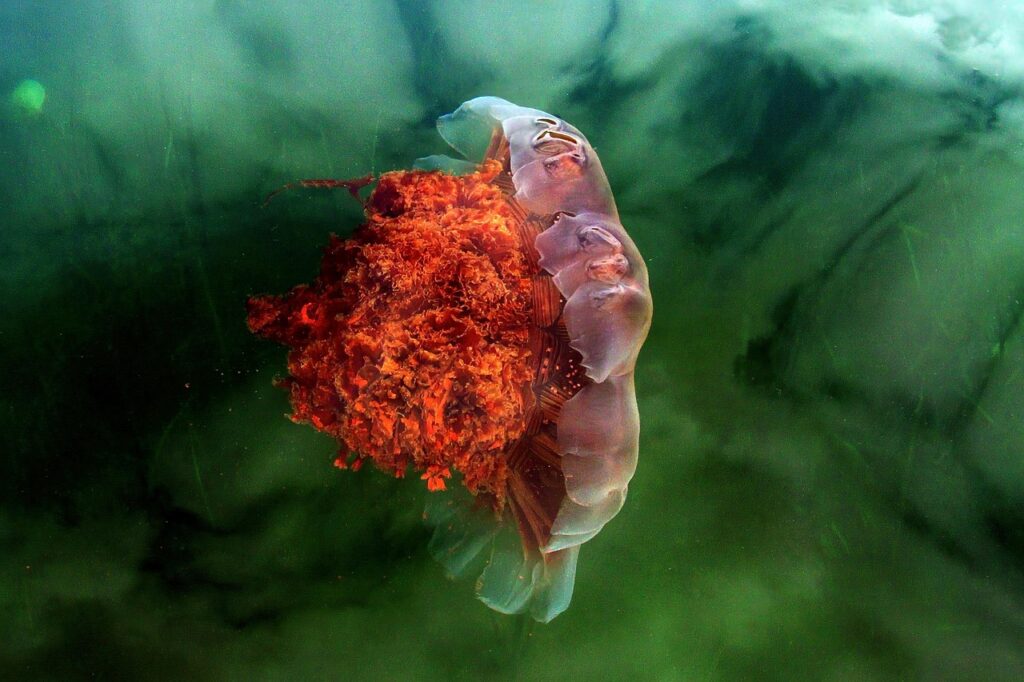 lion mane jellyfish
