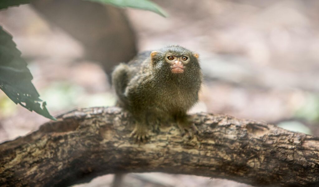 Pygmy Marmoset on Tree Branch