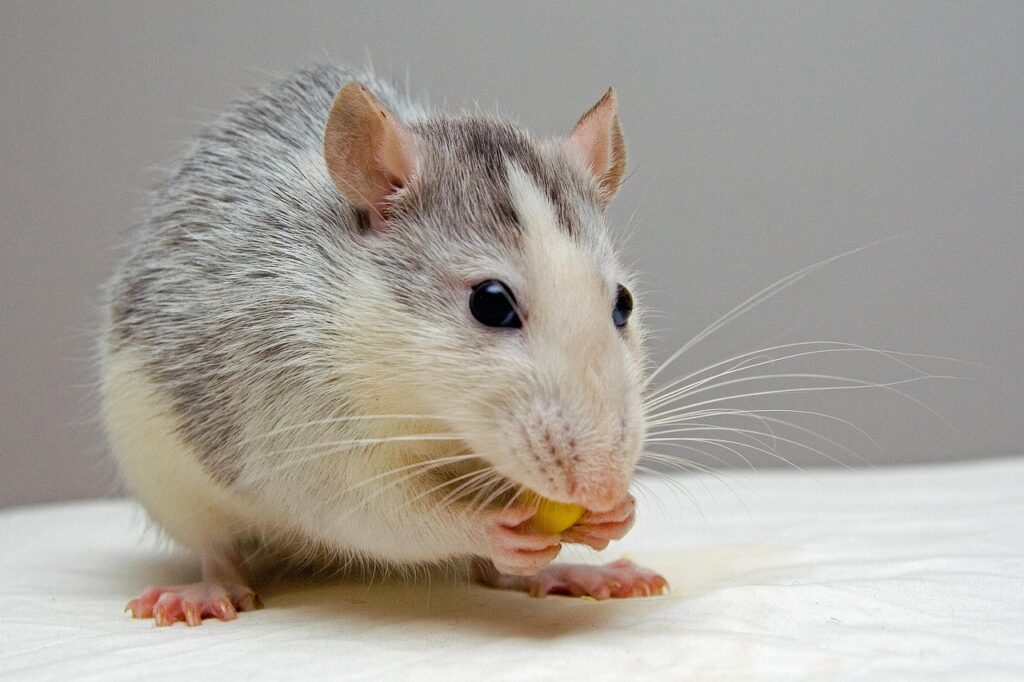 rat-440987_1280