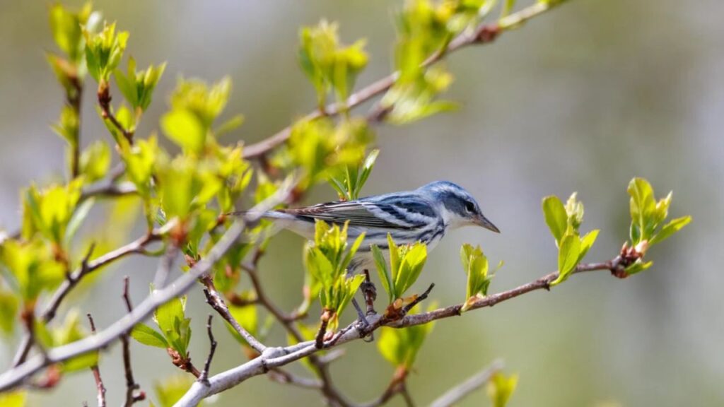 Cerulean Warbler