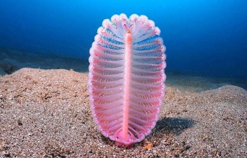 Sea Pen