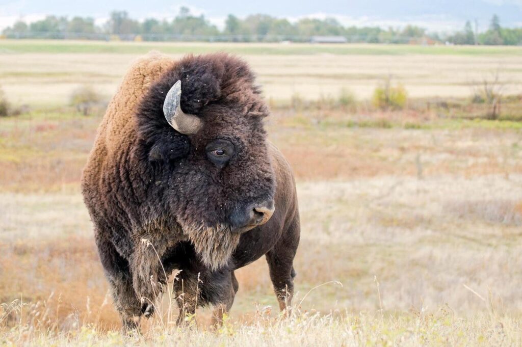 10 American Animals That Were Nearly Lost (But Are Making a Comeback)