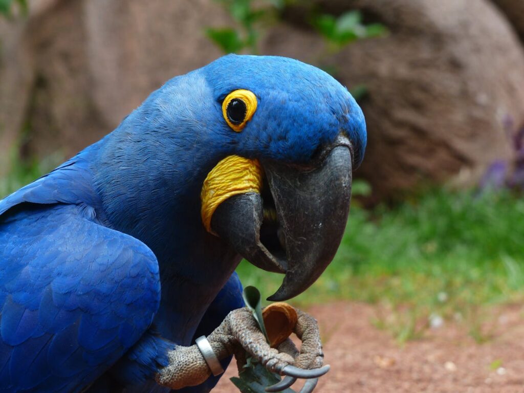 blue and yellow furred bird