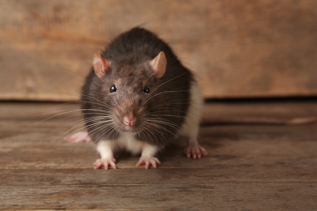 Cute funny rat on wooden background