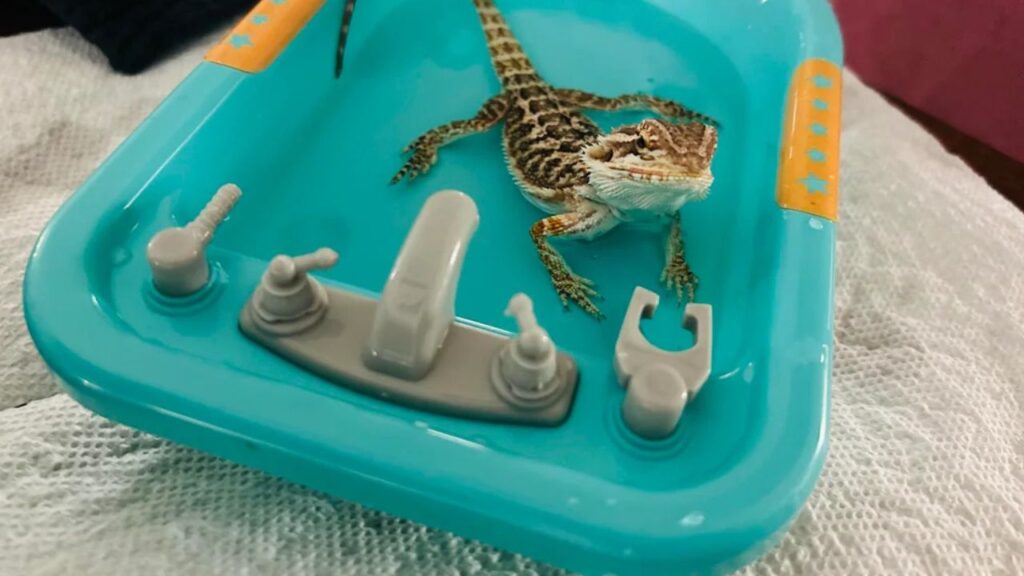 Reptile Bathe