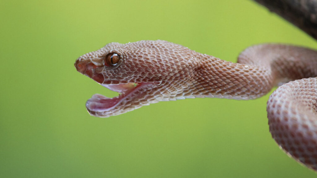 A snake about to strike