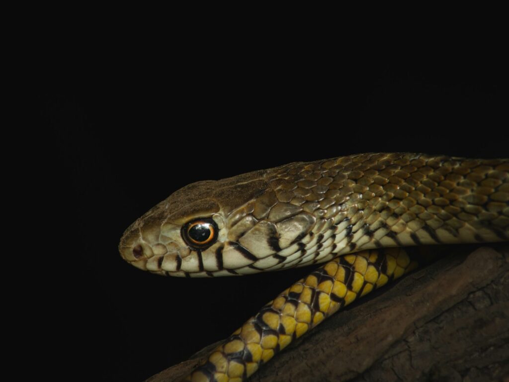 Closeup of snake