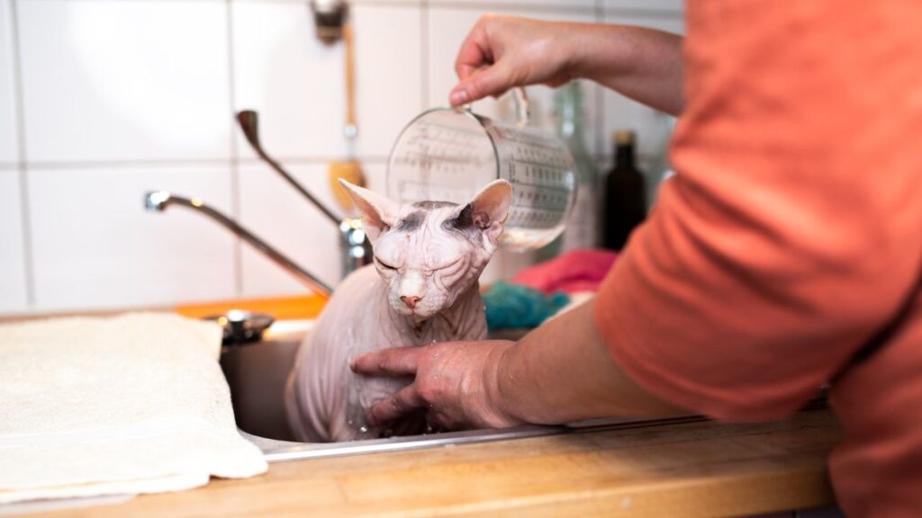pet owner pouring water over a hairless sphynx cats head while taking a bath in the kitchen sink