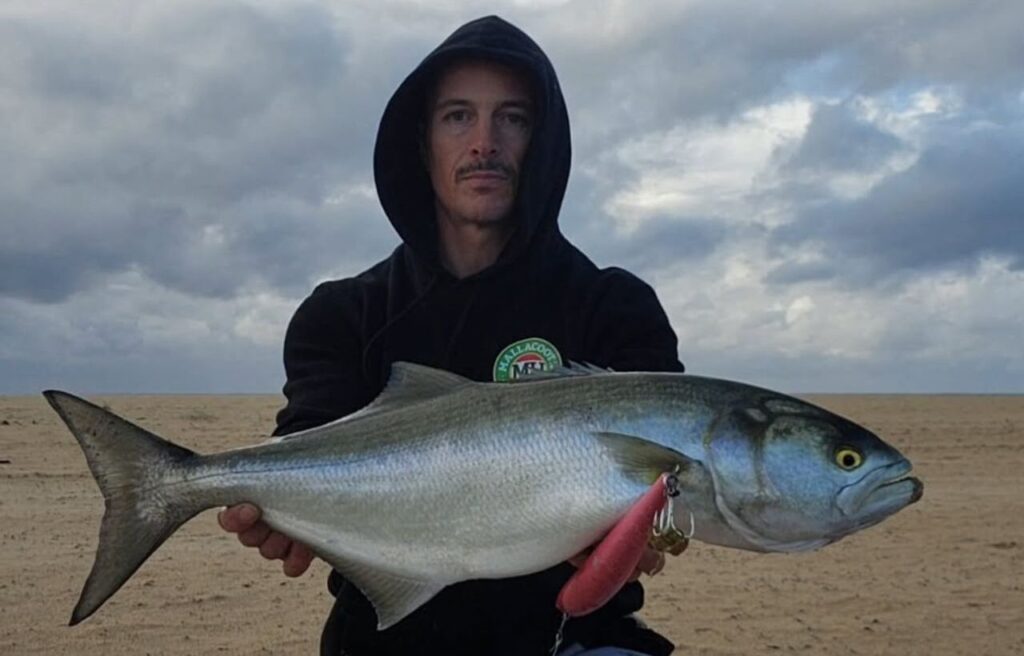 Angler holding a large bluefish on a cloudy beach.