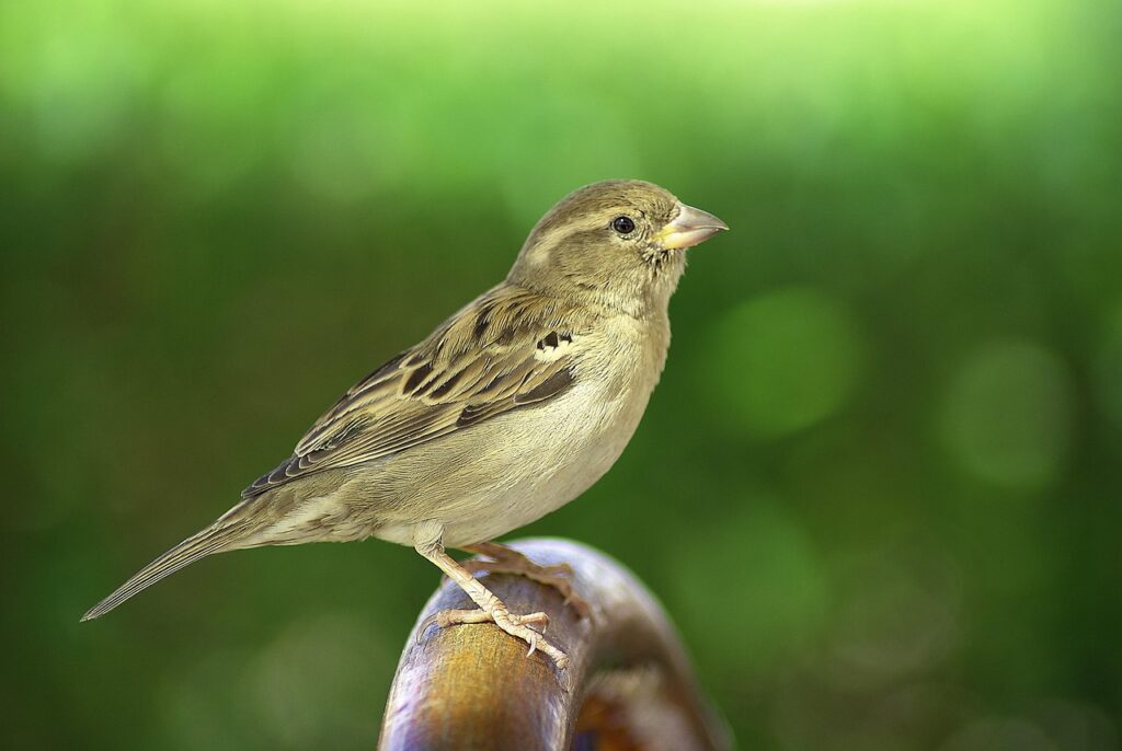 House Sparrow