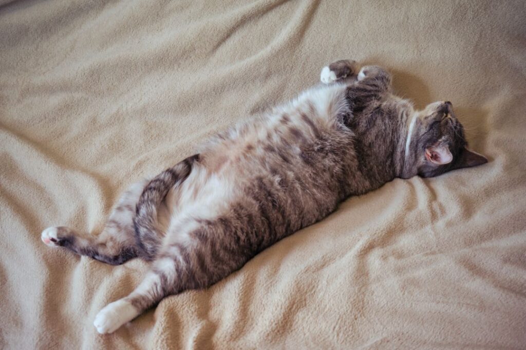 10 Things Your Cat Does Only When They Feel Completely at Ease