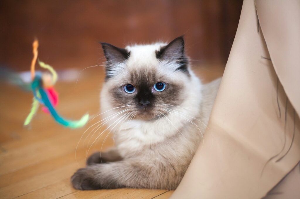 ragdoll cat