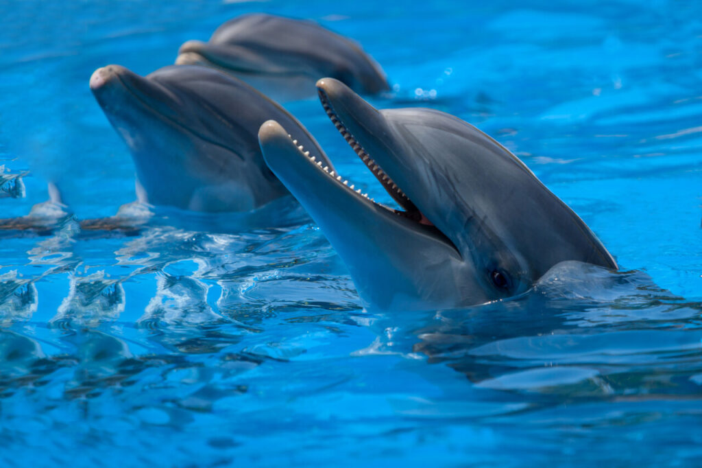 10 Animals That Recognize Themselves in a Mirror