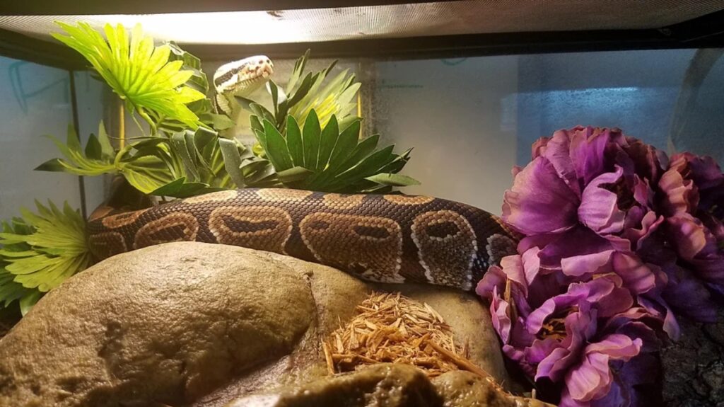 Reptile Habitat