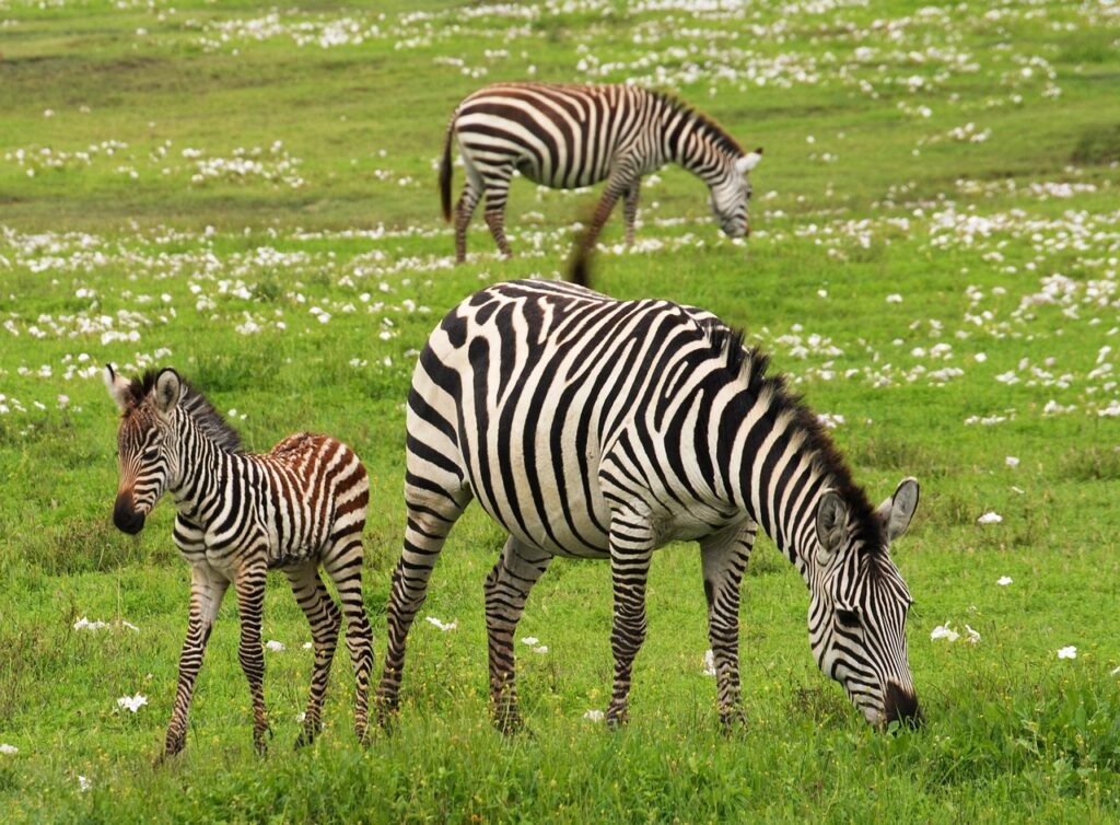 Zebra Family