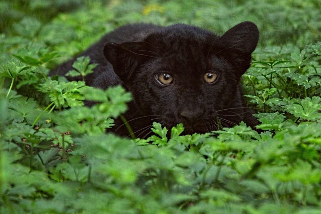 A Black Panther hiding