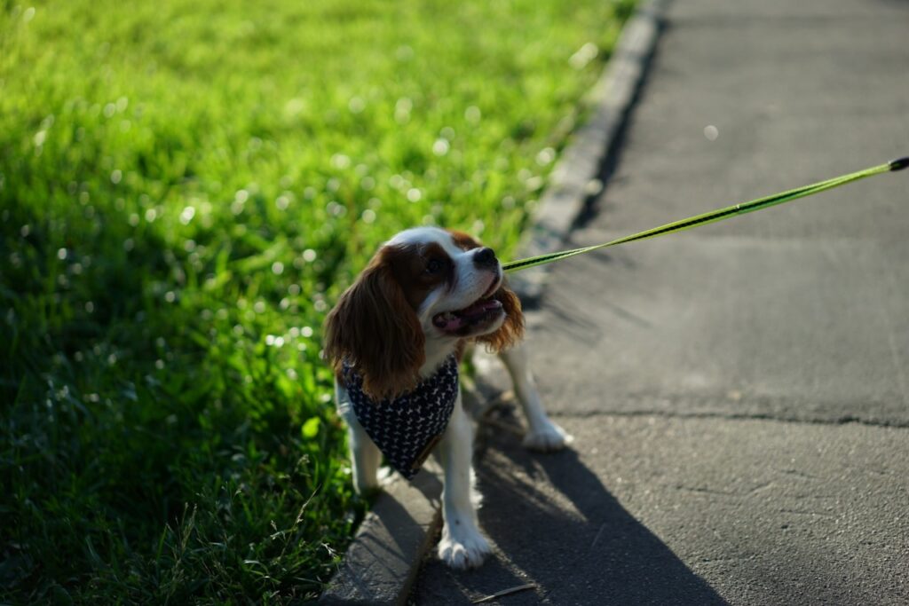 Dog outdoor